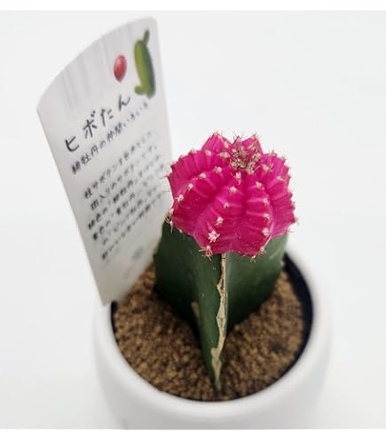 Amazon.co.jp: ギムノカリキウム ミハノビッチ錦 緋牡丹錦